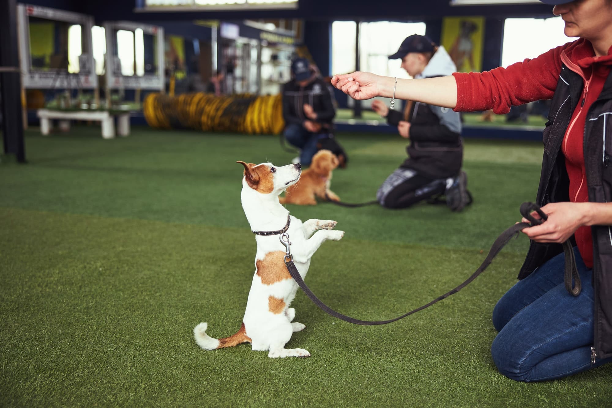 professional dog trainer practicing