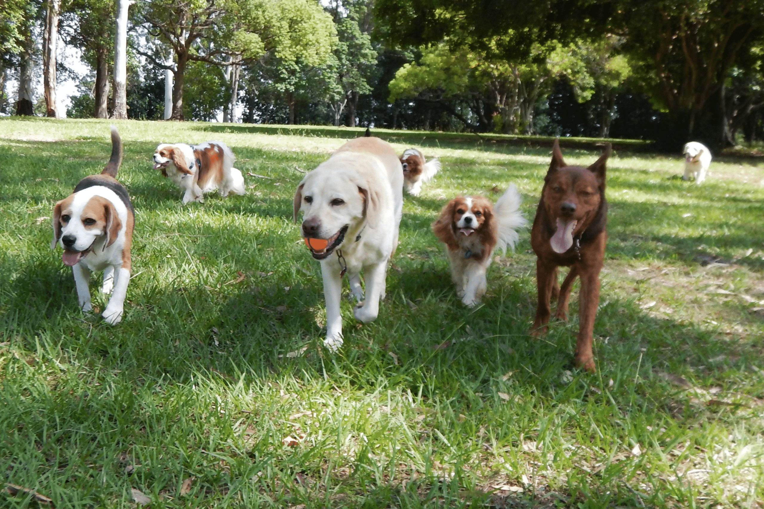 A group of dogs